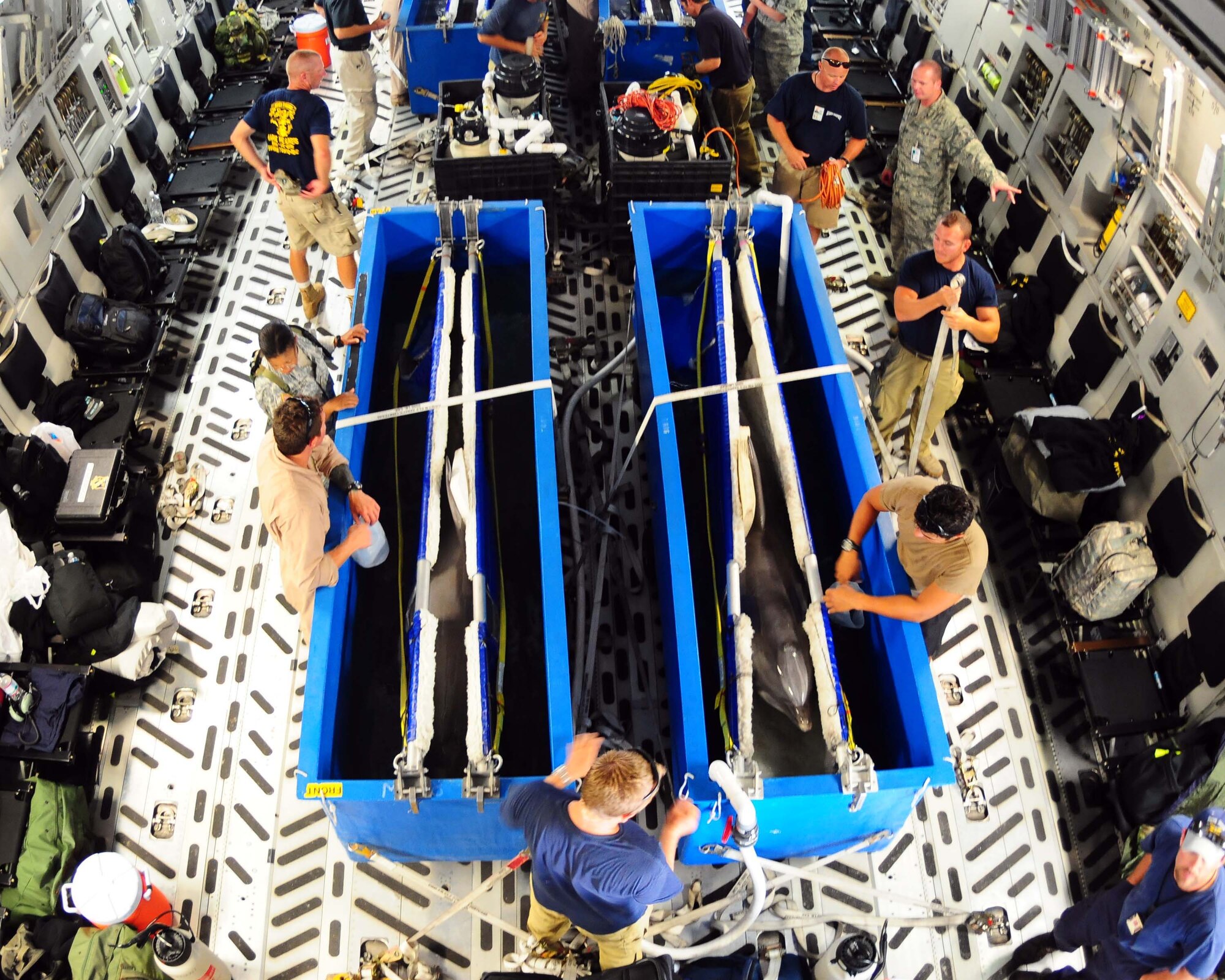 ALTUS AFB, Okla.- Members of the U.S. Navy Marine Mammal Fleet Systems prepare four bottlenose dolphins for flight on an Altus Air Force Base C-17 Globemaster III from Norfolk Naval Station, Virginia to Point Loma Sub Base, San Diego, California June 14. The dolphins were in Norfolk for two weeks participating in the multinational exercise called Frontier Sentinel. (U.S. Air Force photo/Senior Airman Leandra D. Hernandez)