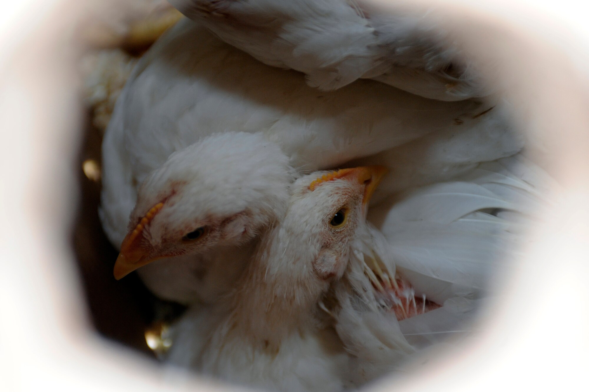 Chickens wait in a holding container to provide the necessary nourishment to students June 9, 2010, Eielson Air Force Base, Alaska. The only meal of the experience was the box full of live chickens. Each student dispatched and processed their own animal before the end of instruction. (U.S. Air Force photo/Airman 1st Class Willard E. Grande II)