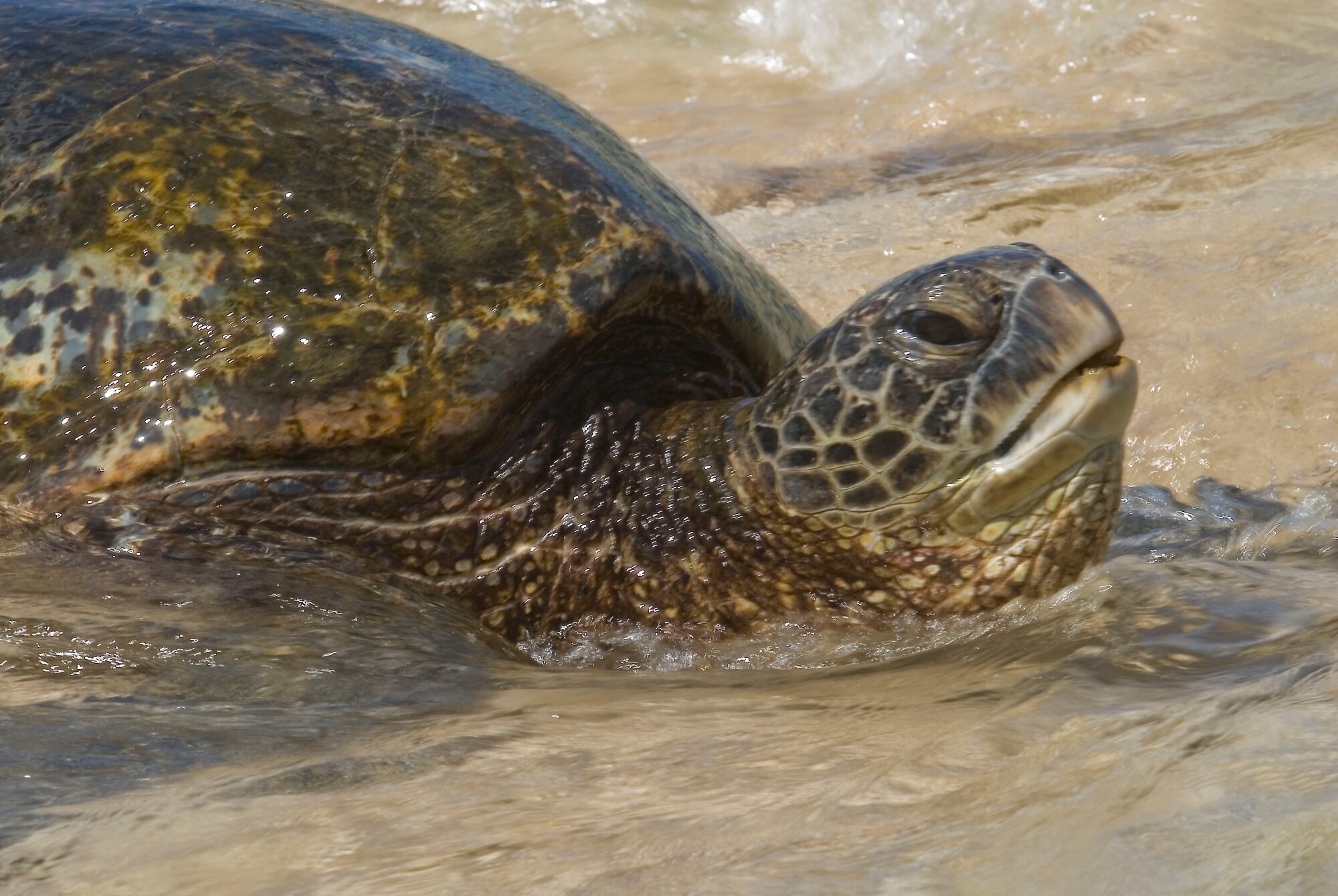 A Hawaiian Green Sea Turtle named Kekoa, Hawaiian name meaning “Brave One” makes his first journey to the Laniakea Beach on Oahu’s North Shore. The turtle beached while Airmen from the 146th AW Civil Engineering Squadron participated in a beach clean-up project June 11, 2010. (DoD photo by Airman 1st Class Nicholas Carzis, U.S. Air Force/Released)
