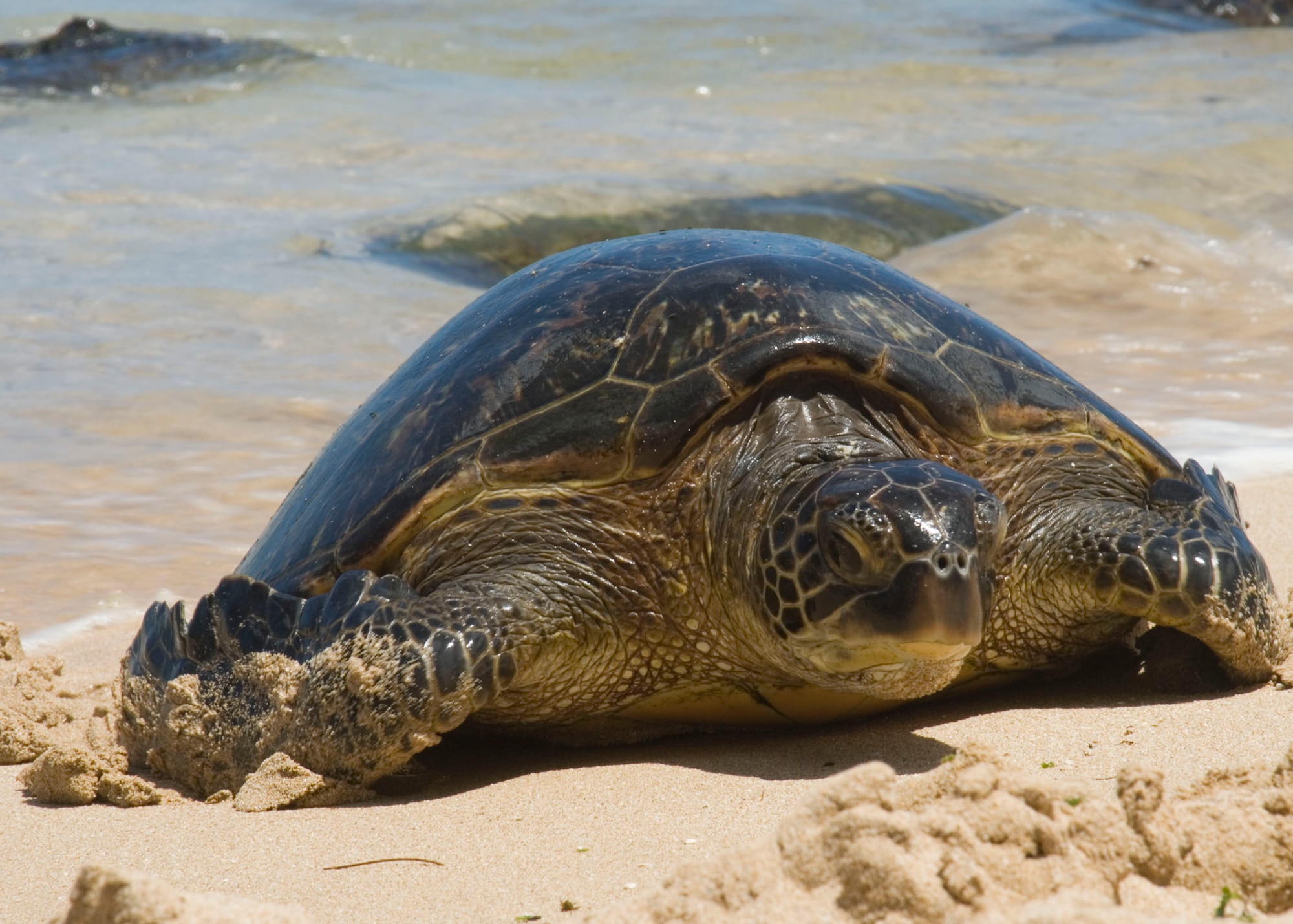 A Hawaiian Green Sea Turtle named Kekoa, Hawaiian name meaning “Brave One” makes his first journey to the Laniakea Beach on Oahu’s North Shore. The turtle beached while Airmen from the 146th AW Civil Engineering Squadron participated in a beach clean-up project June 11, 2010. (DoD photo by Airman 1st Class Nicholas Carzis, U.S. Air Force/Released)