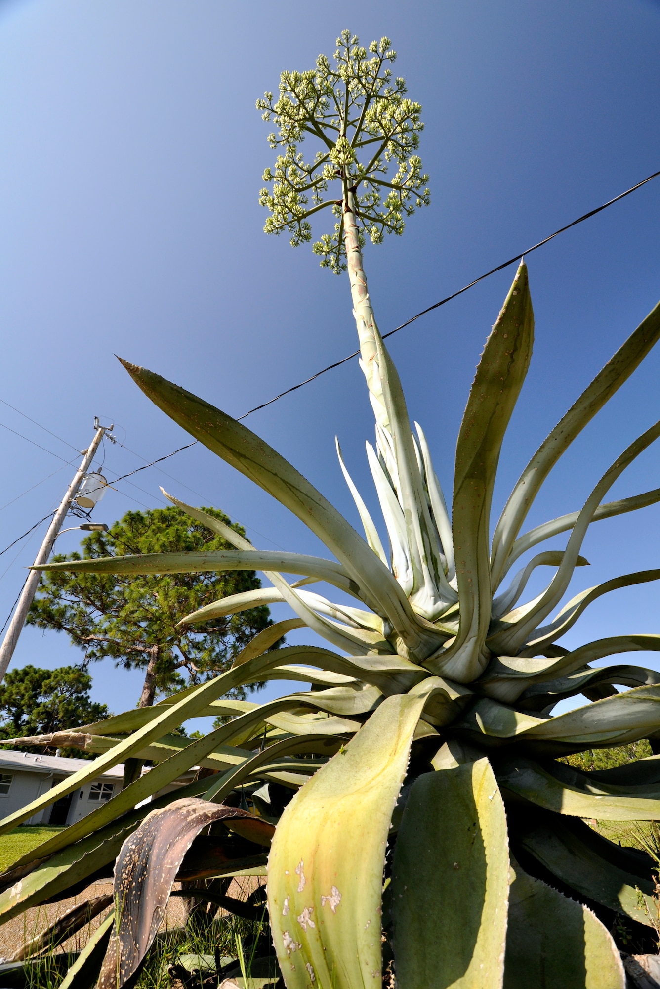 EGLIN AIR FORCE BASE, Fla. -- Featured is a plant commonly known as the Century plant which was spotted in base housing here. The plant only flowers every 10 to 25 years and it's a member of the Amaryllis family known as Agave Americana. The plant originally hails from Mexico. (U.S. Air Force photo/Staff Sgt. Stacia Zachary)