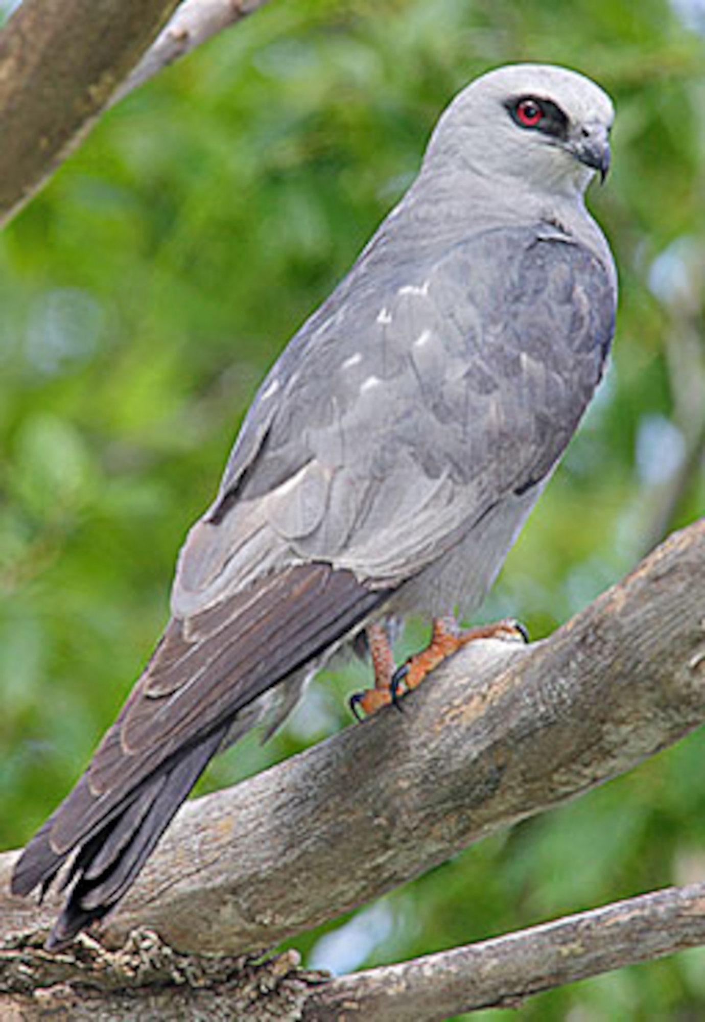 The Mississippi Kite, a falcon-like insect eating raptor, migrates annually to Vance AFB to nest and raise their young. (Courtesy photo)