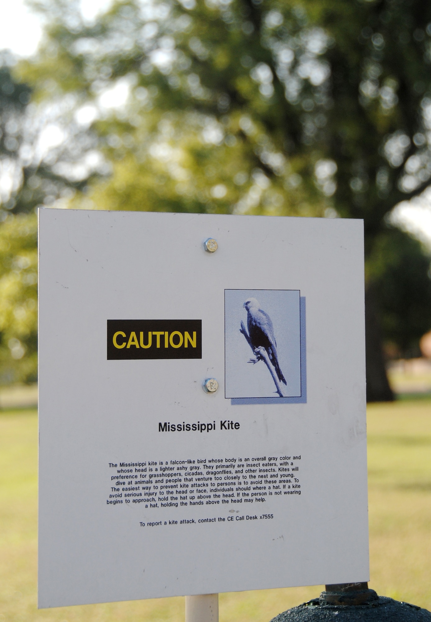 The small raptors known as Mississippi Kites have migrated from South American to Vance AFB for their annual nesting. The kites can be aggressive toward humans passing near their nesting tree. Warning signs are posted on base to alert pedestrians. (U.S. Air Force photo/ Joe B. Wiles) 