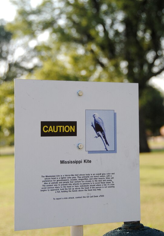 Mississippi Kites Return To Vance For Annual Nesting Vance Air Force Base Article Display