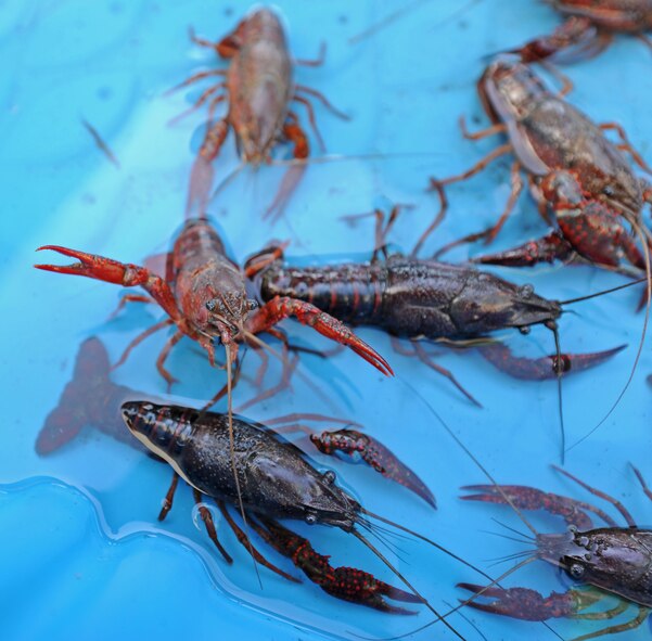 BARKSDALE AIR FORCE BASE, La. – Several crawfish were placed in a children’s pool for kids to choose the crawfish they want to race during the Kid’s Crawfish Race during the Barksdale Crawfish Festival June 11. (U.S. Air Force photo by Senior Airman Alexandra M. Boutte) (RELEASED)