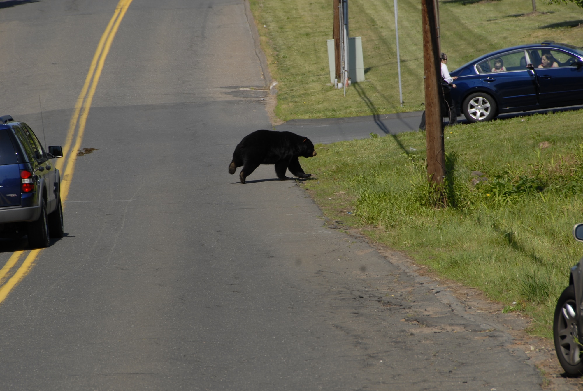 A black bear darts from behind the trees near the Elmwood Cemetery on Nicholson Rd. as parade participants lined up to march in East Granby’s Memorial day parade in Conn. May 31, 2010.  (U.S. Air Force photo by Tech. Sgt. Joshua Mead)