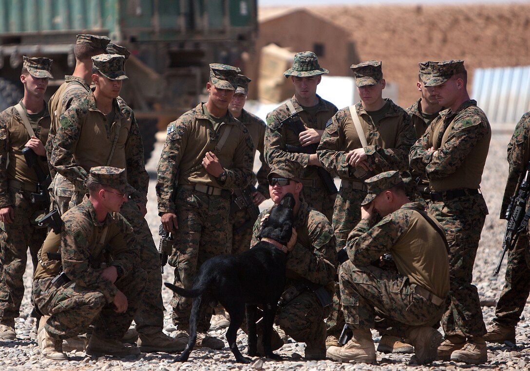 Yeager, an improvised explosive device detection dog, is comforted by Marines with Weapons Company, 2nd Battalion, 9th Marine Regiment, during a memorial service in honor of Lance Cpl. Abraham Tarwoe, a dog handler and mortarman who served with Weapons Company, here, April 22, 2012. Tarwoe, who became Yeager’s handler in July 2011, was killed in action during a dismounted patrol in support of combat operations in Helmand province’s Marjah district, April 12. Tarwoe’s fellow Marines remember him for his contagious laughter and smile, and his unfaltering courage on the battlefield.
