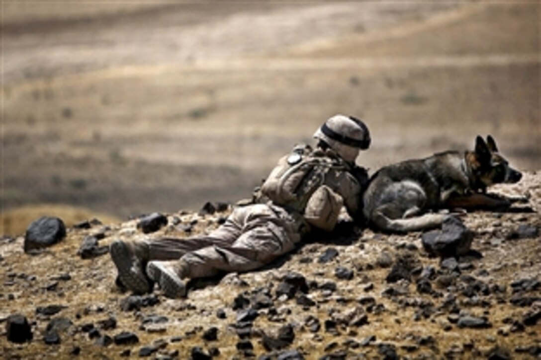 U.S. Marine Corps Lance Cpl. Daniel Franke overlooks a hill with his military working dog in Towrah Ghundey in Bar Now Zad, Afghanistan, June 11, 2010. Franke, a dog handler, is assigned to Alpha Company, 1st Battalion, 2nd Marine Regiment, Regimental Combat Team 2.