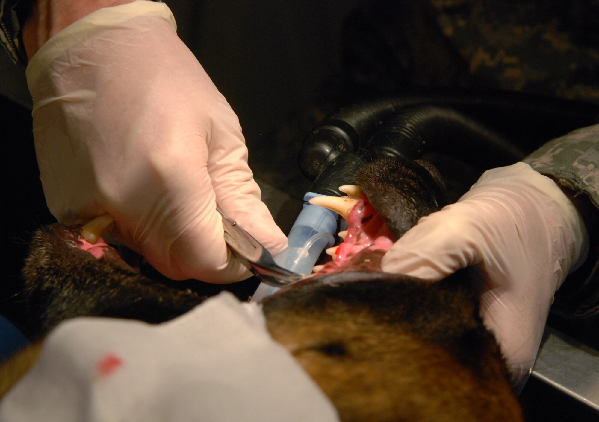 RAF FELTWELL, England – Army Staff Sgt. Oliver Brunhoeber, RAF Feltwell Veterinary Treatment Facility noncommissioned officer in charge, cleans the teeth of Military Working Dog Ootto, 100th Security Forces Squadron.  The VTC serves all U.S. military installations in the United Kingdom, treating both military working dogs and pets.  (U.S. Air Force photo/Staff Sgt. Austin M. May)