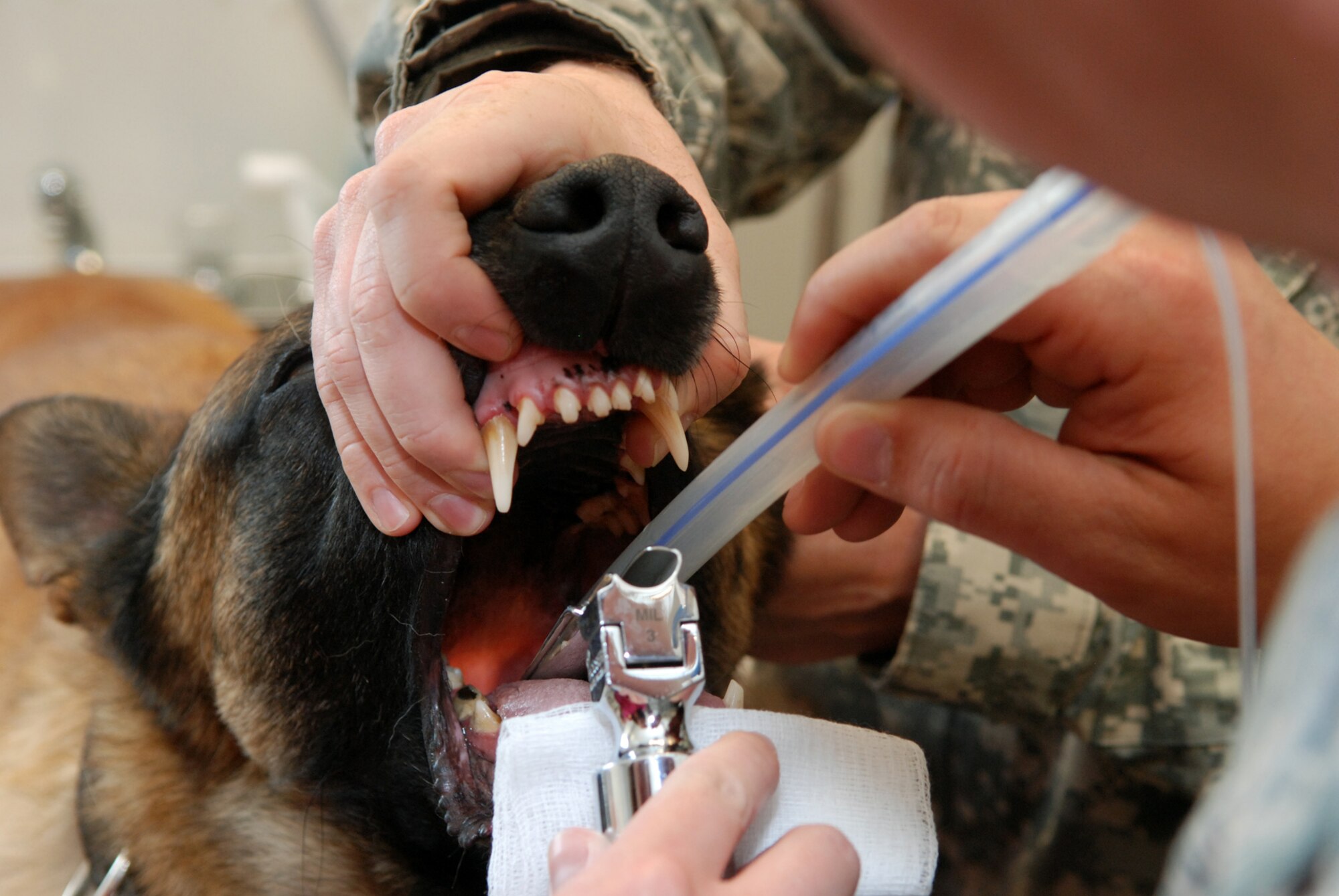 do military dogs have titanium teeth