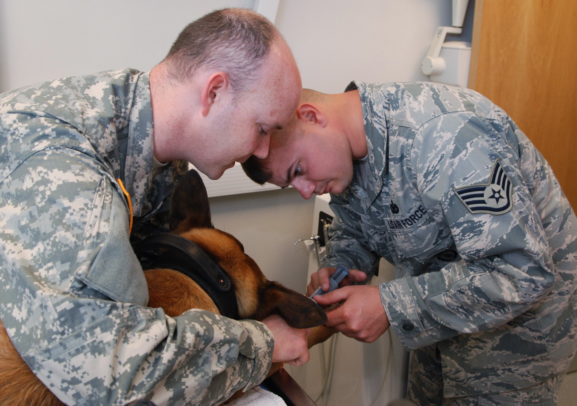 RAF FELTWELL, England – Assisted by Army Staff Sgt. Oliver Brunhoeber, RAF Feltwell Veterinary Treatment Facility noncommissioned officer in charge, Staff Sgt. John Houston, 100th Security Forces Squadron K-9 section, inserts a catheter into the leg of his Military Working Dog Ootto before a routine procedure.  MWD handlers learn basic veterinary skills in case their dog is injured and immediate treatment is required.  (U.S. Air Force photo/Staff Sgt. Austin M. May)