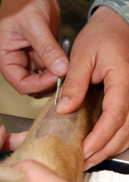 RAF FELTWELL, England – Staff Sgt. John Houston, 100th Security Forces Squadron K-9 section, inserts a catheter into the leg of his Military Working Dog Ootto before a routine procedure at the RAF Feltwell Veterinary Treatment Facility.  Catheters allow veterinarians to administer anesthesia and other medications during procedures.  (U.S. Air Force photo/Staff Sgt. Austin M. May)