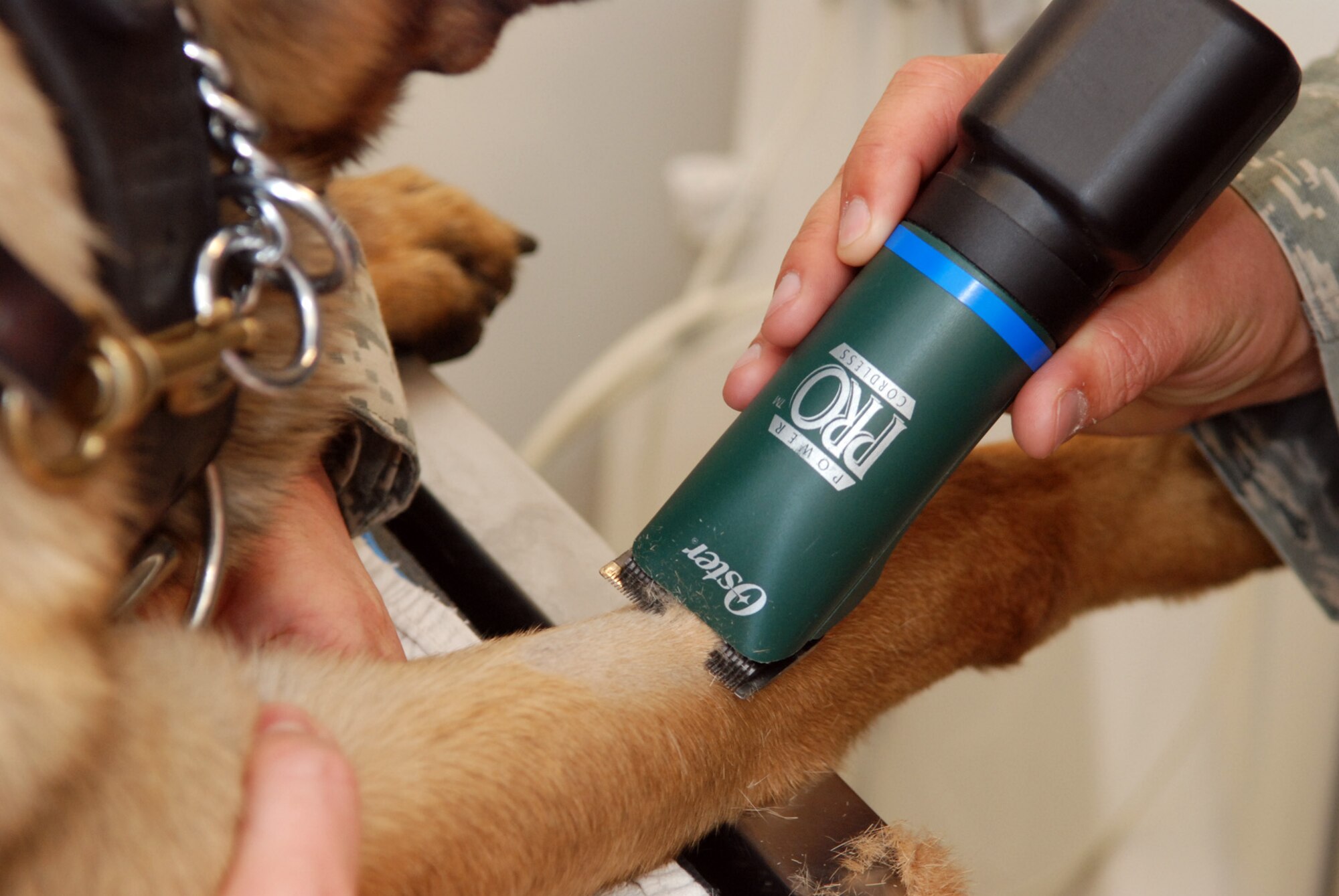 RAF FELTWELL, England – Military Working Dog Ootto, 100th Security Forces Squadron, has his leg partially shaved where a catheter will be inserted during a trip to the RAF Feltwell Veterinary Treatment Facility.  Catheters allow veterinarians to administer anesthesia and other medications during procedures.  (U.S. Air Force photo/Staff Sgt. Austin M. May)