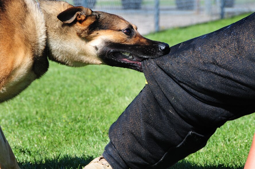 ELLSWORTH AIR FORCE BASE, S.D. -- Bak, 28th Security Forces Squadron military working dog, bites down on Staff Sgt. Kevin Nelson, 28 SFS K-9 unit trainer, during a training session, June 24.  Sergeant Nelson wears a “bite suit” to protect his legs from serious injury during the training. (U.S. Air Force photo/Airman 1st Class Anthony Sanchelli)