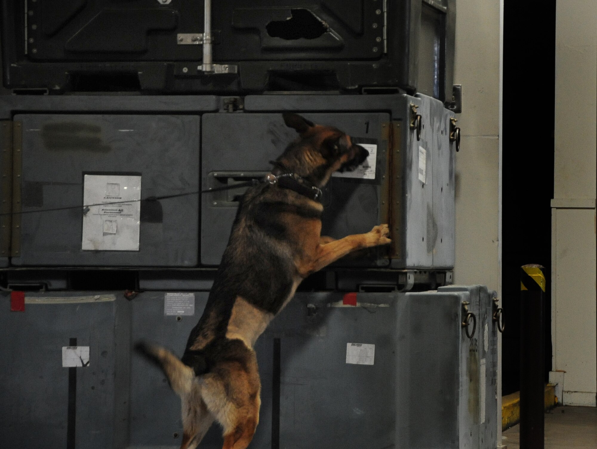 ELLSWORTH AIR FORCE BASE, S.D. -- Bak, 28th Security Forces Squadron military working dog, searches for concealed drugs and explosives during training, June 24.  MWDs are an asset to the Air Force due to their heightened sense of smell. (U.S. Air Force photo/Airman 1st Class Anthony Sanchelli)