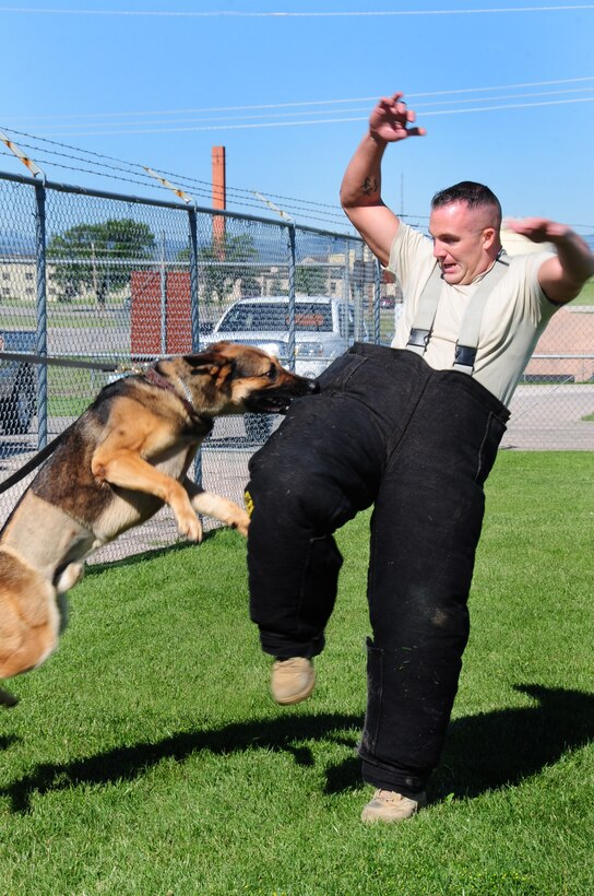 ELLSWORTH AIR FORCE BASE, S.D. -- Staff Sgt. Kevin Nelson, 28th Security Forces Squadron K-9 unit trainer, conducts aggressor training with military working dog, Bak, June 24.  Sergeant Nelson uses different tactics of aggressive and non-aggressive behavior to train MWDs. (U.S. Air Force photo/Airman 1st Class Anthony Sanchelli)