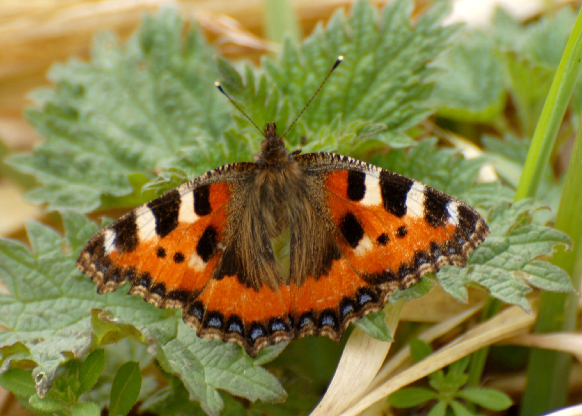 SUFFOLK, England – The small tortoiseshell butterfly once common all over the British Isles is becoming rarer.  (U.S. Air Force photo/Judith Wakelam)