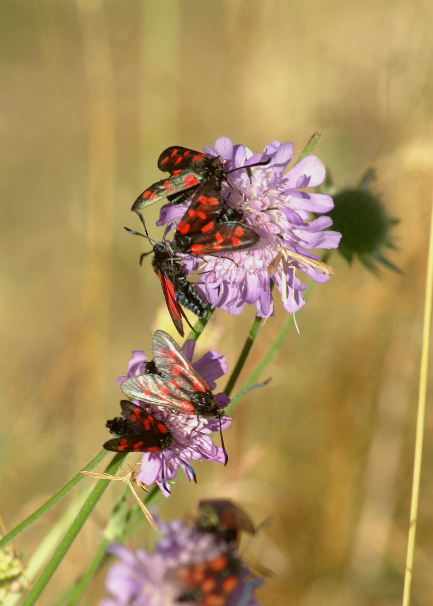 SUFFOLK, England – The six-spot burnet moth, pictured on field scabious, is a diurnal species found all over the United Kingdom.  (U.S. Air Force photo/Judith Wakelam)