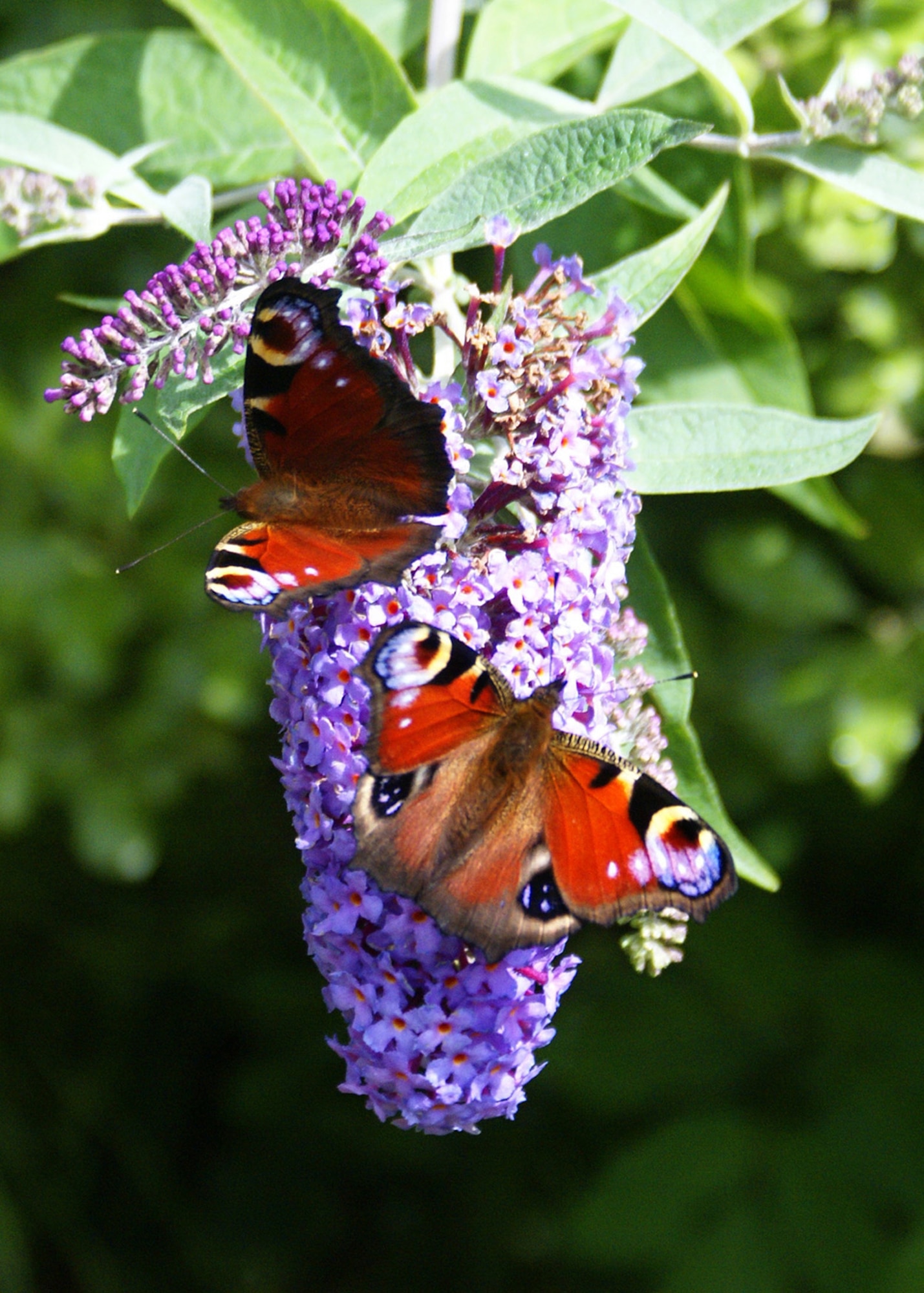 SUFFOLK, England – A buddleia bush will entice butterflies, such as these peacocks, in large numbers into a garden.  (U.S. Air Force photo/Judith Wakelam)