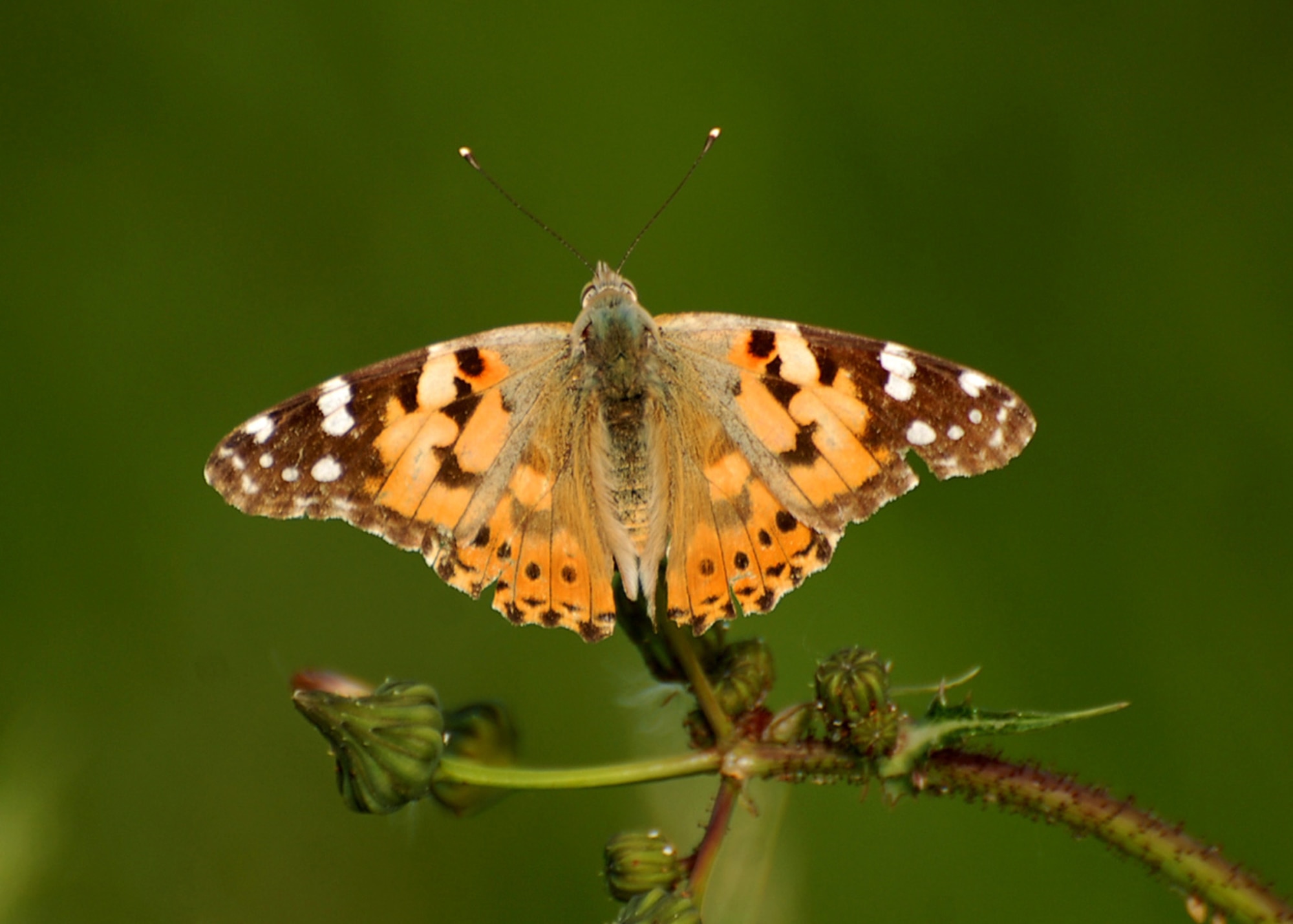 SUFFOLK, England – The painted lady butterfly occurs in Britain in small numbers but last summer saw an invasion of thousands, when winds from the continent, where they are common, carried them across.   (U.S. Air Force photo/Judith Wakelam)