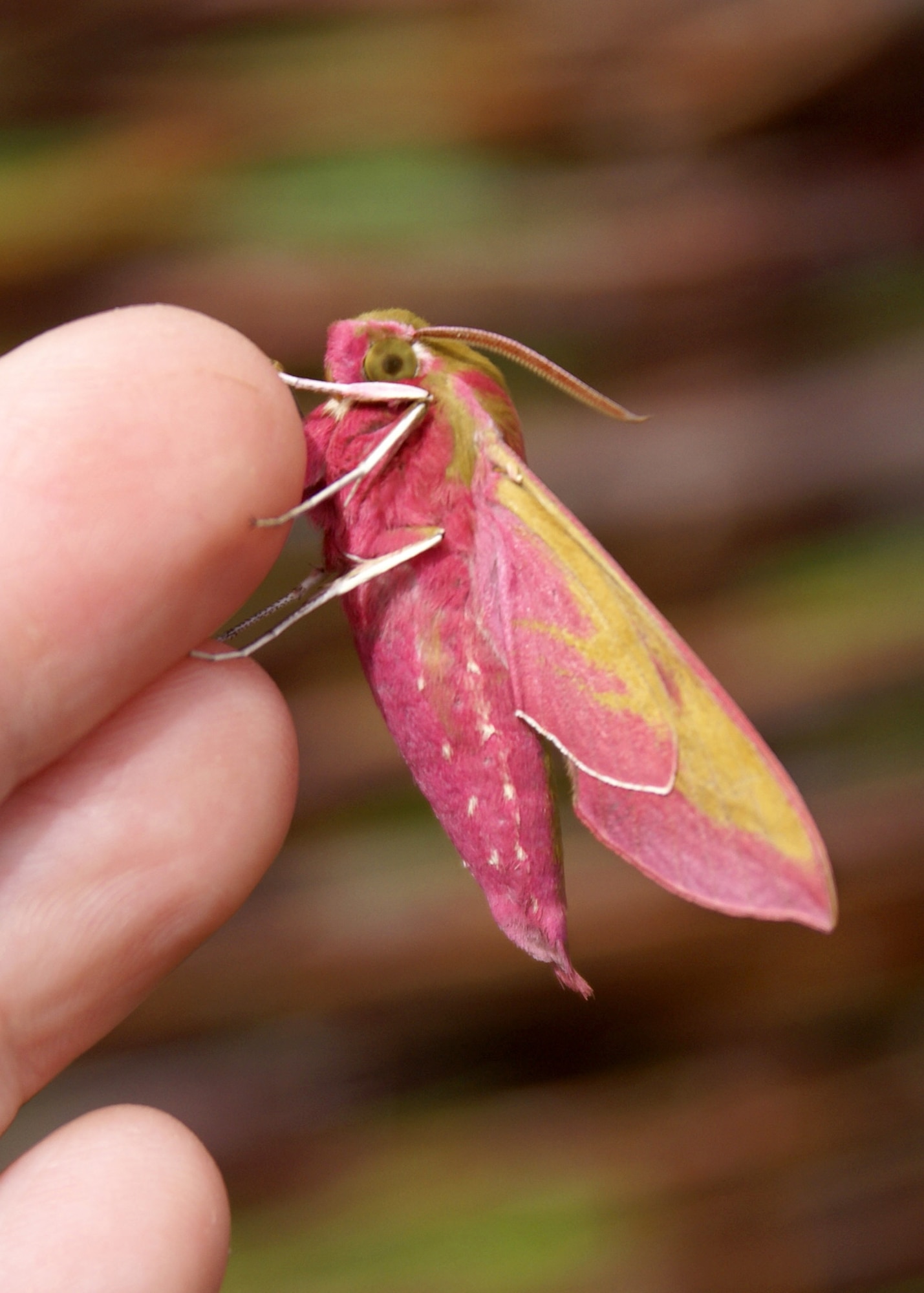 SUFFOLK, England – Hawk moths are some of Britain’s largest moths and the elephant hawk moth is one of the most beautifully colored; bright fuchsia pink and green.  (U.S. Air Force photo/Judith Wakelam)