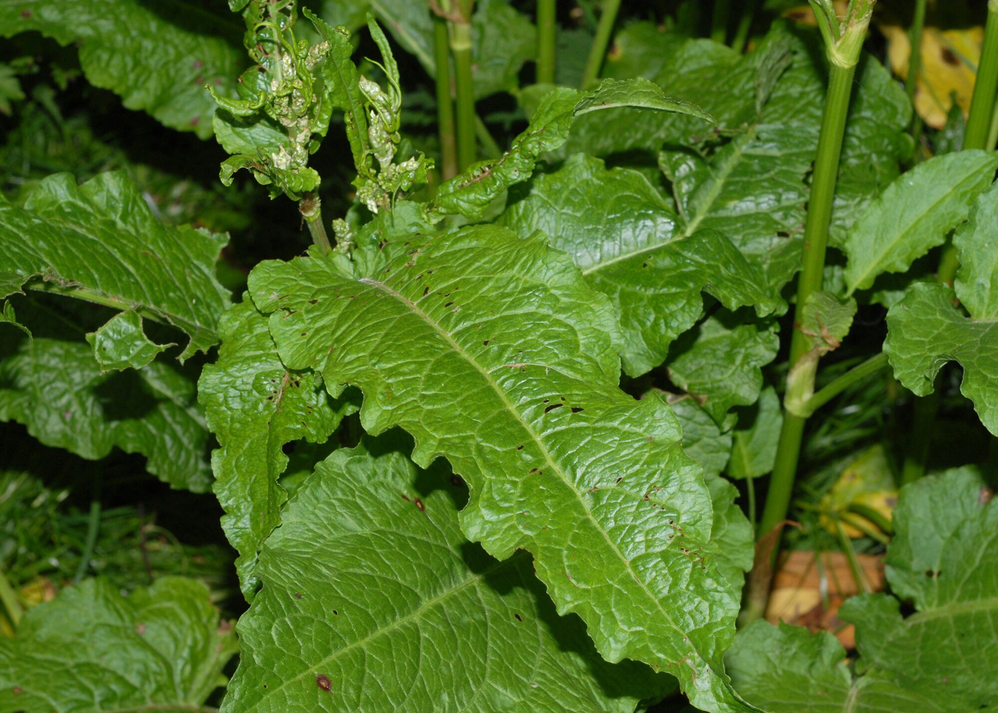 SUFFOLK, England – The leaves of the common dock plant can ease the pain of stinging nettles. A leaf crumpled up and the sap rubbed on the sting as soon as possible will bring relief.  (U.S. Air Force photo/Judith Wakelam)