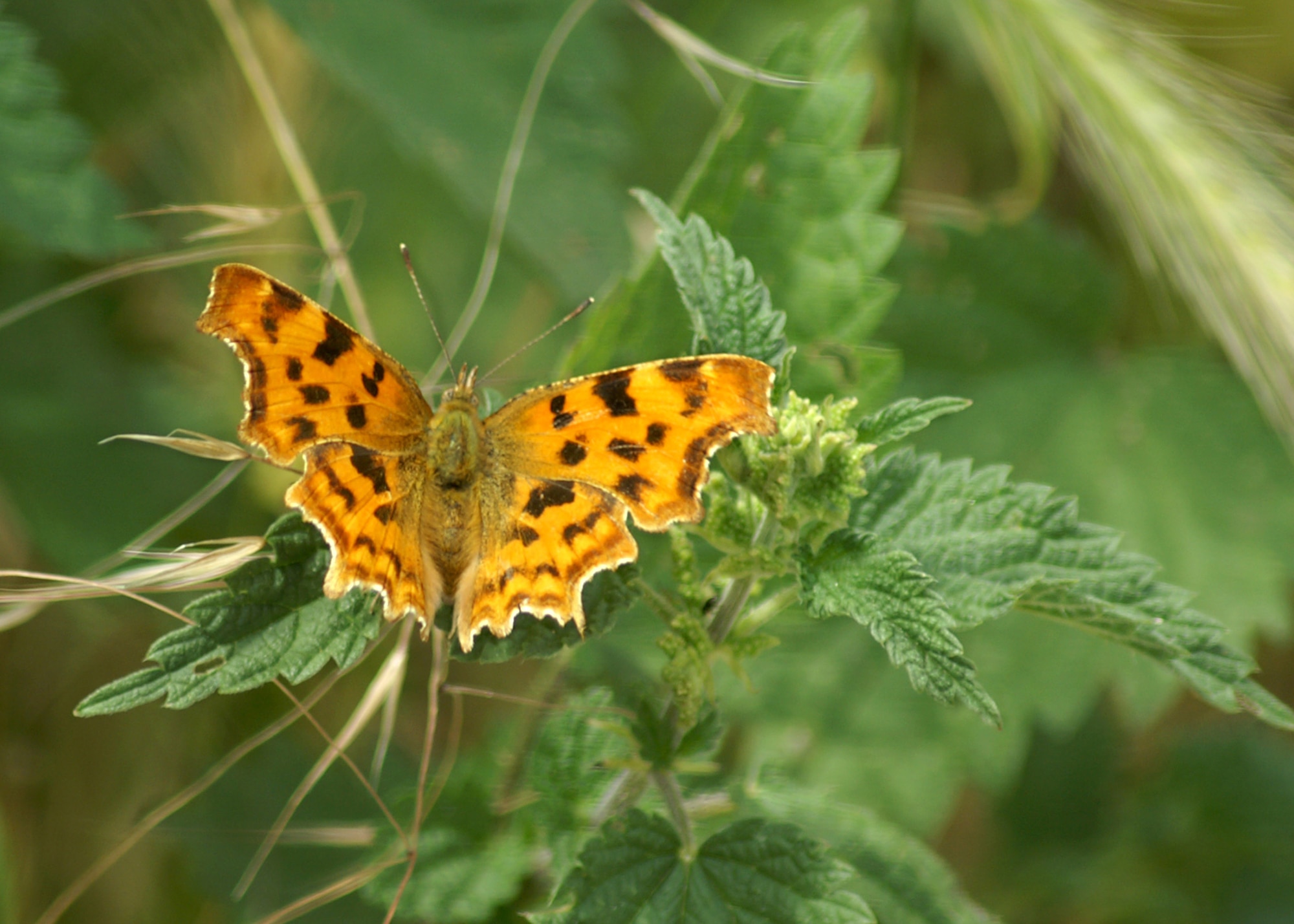 SUFFOLK, England – The comma butterfly pictured here on stinging nettles, gets its name from the white comma like marking on its outside underwing.  (U.S. Air Force photo/Judith Wakelam)