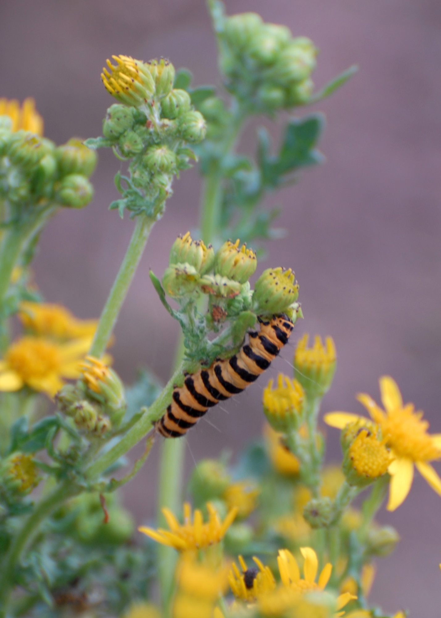SUFFOLK, England – During the summer months Cinnabar moth caterpillars can be found in large numbers on ragwort.  (U.S. Air Force photo/Judith Wakelam)