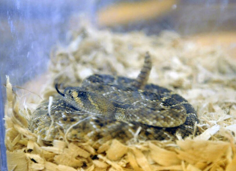 DYESS AIR FORCE BASE, Texas—A rattlesnake sits calmly in its cage here June 23, at the library. The rattlesnake was one of three snakes shown to children from the Child Development Center as part of a summer reading program at the library.  Members from the 7th Civil Engineer Squadron brought snakes when they met the children, to teach how to identify and handle chance encounters with these animals. The summer reading program consists of informative speakers, crafts, snacks and prizes to entice children to read and learn. For more information about the base library and upcoming programs, call (325) 696-2618. (U.S. Air Force photo/ Airman 1st Class Shannon Hall)