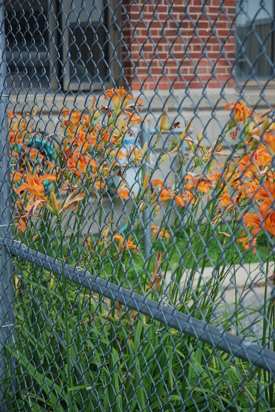 Just outside of Hangar 5, at the side entrance to the 439 Logistics Readiness Squadron's Vehicle Operations office, a garden flourishes. Although the garden is somewhat obscured from the eyes of passersby, this natural wonder has been in place since 2001. The garden is the joint effort of Airmen and civilians. (Air Force Photo/Andre Bowser)