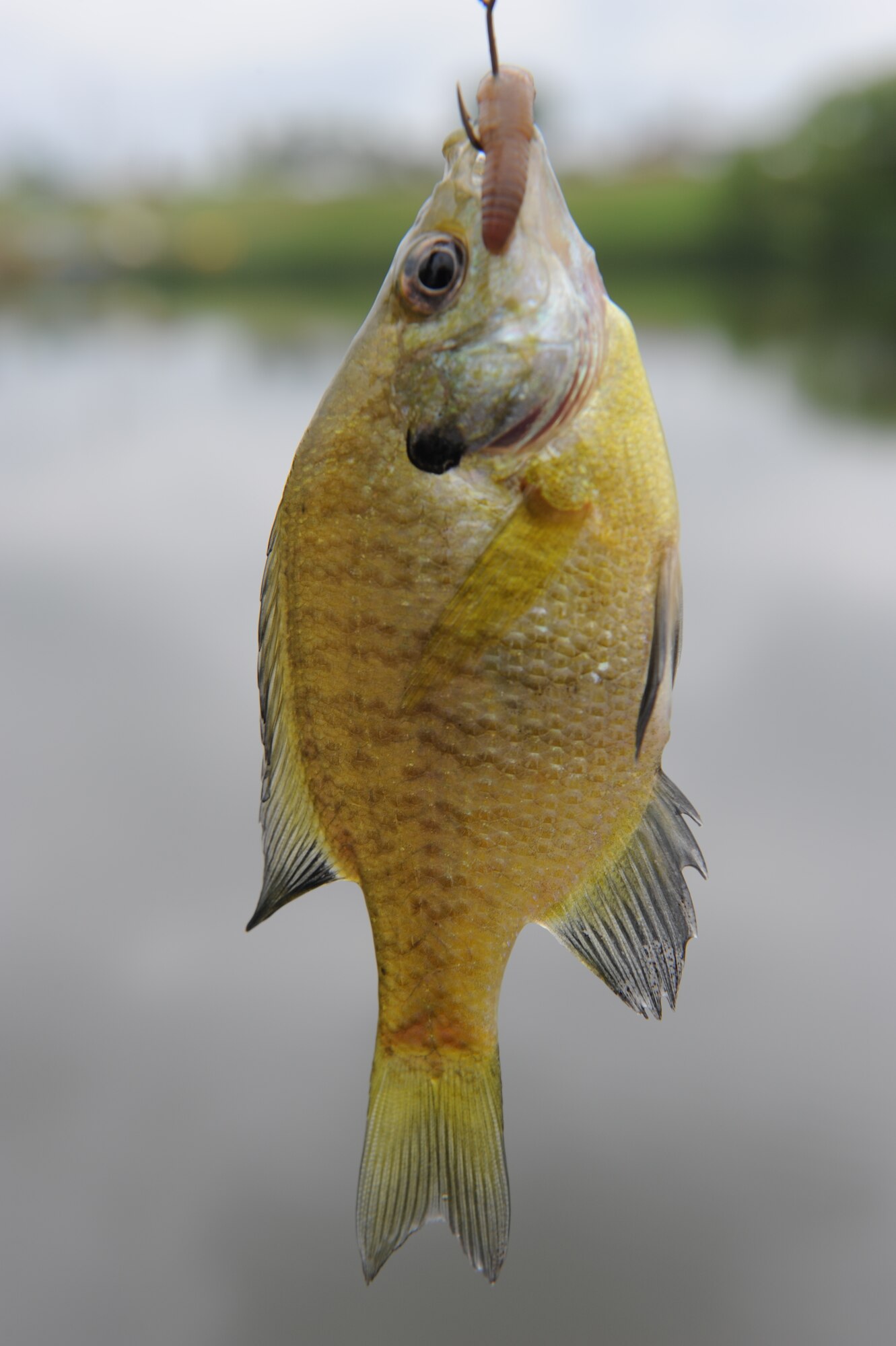 Ellsworth hosts "Party at the Lake" > Ellsworth Air Force Base