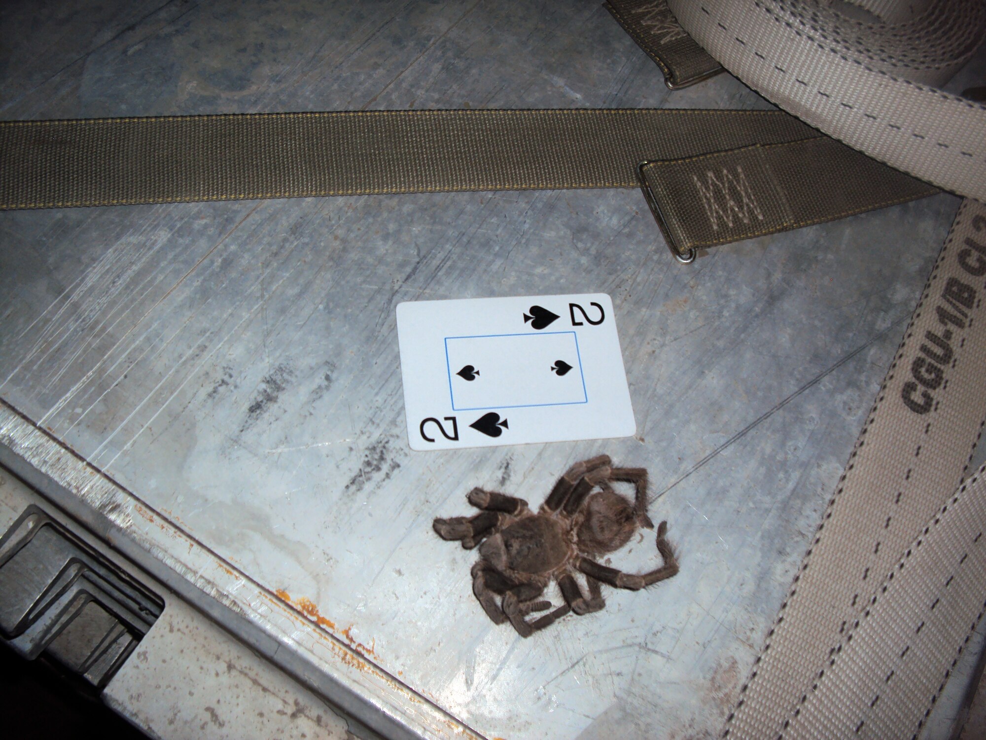 The Reservists said their nighttime “neighbors” were tarantulas, like the one pictured here, as well as mice and rats. (Courtesy photo)