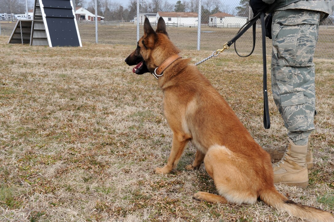 LANGLEY AIR FORCE BASE, Va. -- A dog spends the first year of life with a host family in the local area around Lackland Air Force Base, Texas, to allow for socialization before commencing training to become a Military Working Dog. This is Langley’s first opportunity to participate in the Puppy Program. (U.S. Air Force photo/Senior Airman Zachary Wolf)