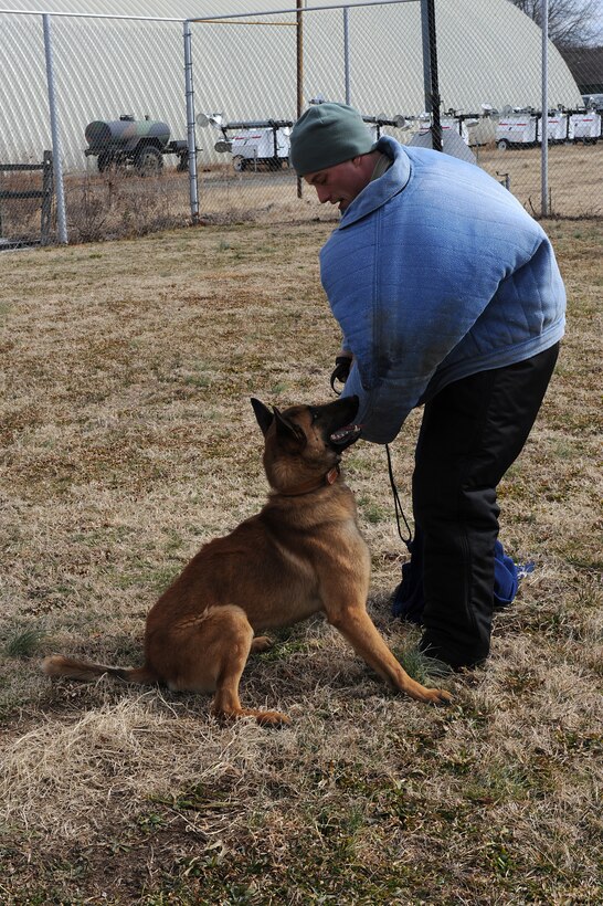 LANGLEY AIR FORCE BASE, Va. -- Uudensi will remain with the 633d Security Forces Squadron and continue training until deemed adoptable or death. In extreme circumstances, the dog would transfer to another Air Force base, but those cases are rare. (U.S. Air Force photo/Senior Airman Zachary Wolf)
