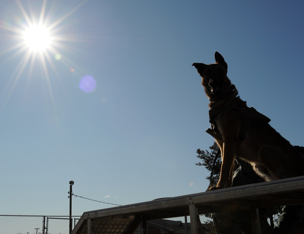 LANGLEY AIR FORCE BASE, Va. -- Lackland Air Force Base, Texas, transferred Uudensi, a 17-month-old Belgian Malinois, to the 633d Security Forces Squadron Feb. 9 to train with Tech. Sgts. James Carman and Gerald Hardesty. Uudensi recently joined to replace a recently retired Military Working Dog. (U.S. Air Force photo/Senior Airman Zachary Wolf)

