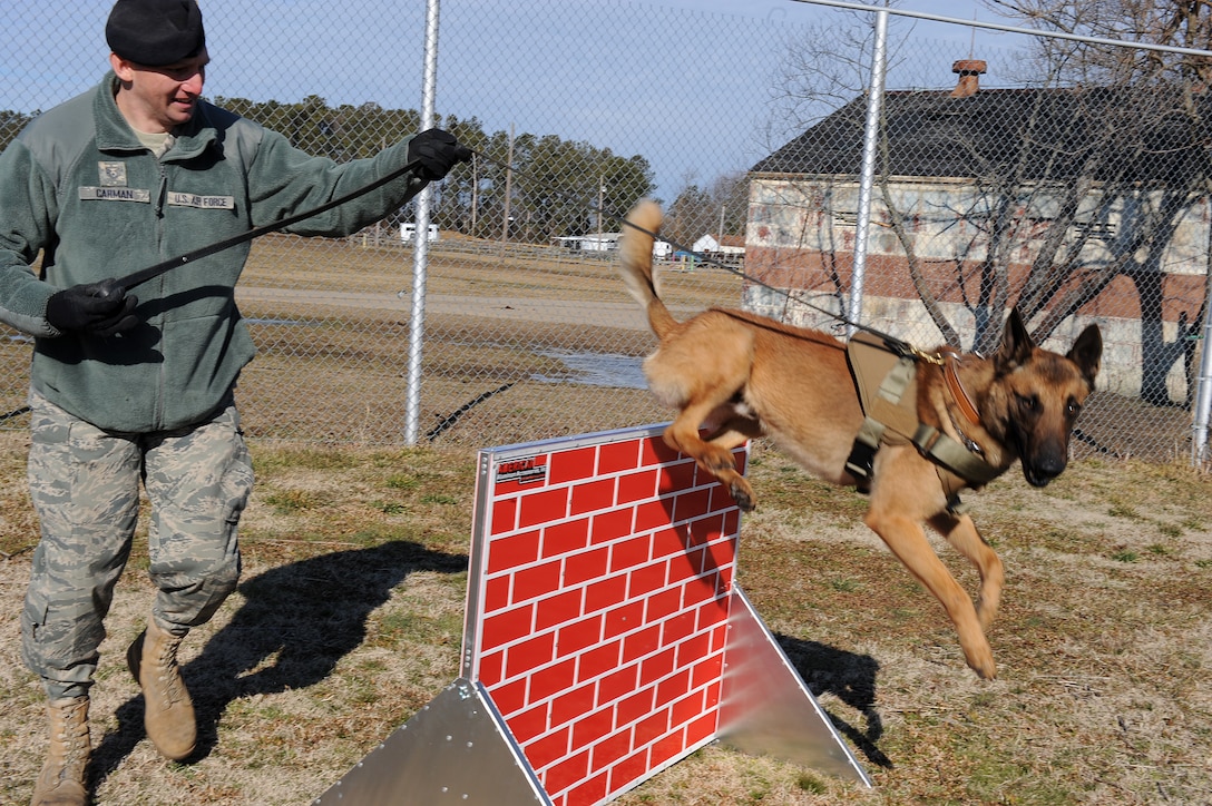 LANGLEY AIR FORCE BASE, Va. -- Tech. Sgt. James Carmen, 633d Security Forces Squadron military working dog trainer, leads Uudensi, 633 SFS bomb and patrol military working dog, through an obstacle course during Military Working Dog training Feb. 26, which is divided into patrol and explosive training sessions. Patrol training consists of attack work, building searches, gunfire, obedience, and filed or area searches; explosive training consists of barracks, warehouse, theater, vehicle, luggage, aircraft, and open area or field searches. (U.S. Air Force photo/Senior Airman Zachary Wolf)