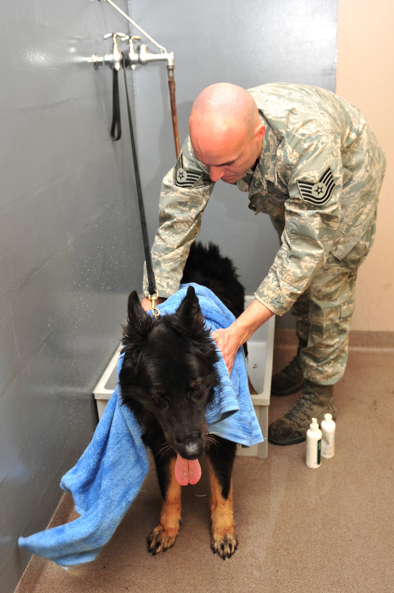 Tech. Sgt. Ryan Feltz, 4th Security Forces Squadron assistant non-commissioned officer in charge of military working dogs, dries off MWD Frisco after a bath on Seymour Johnson Air Force Base, N.C., Feb. 26, 2010. The number of baths a MWD receives is dependent on breed, season and veterinarian regulations. Feltz hails from Coldwater, Ohio. (U.S. Air Force photo/Senior Airman Rae Perry)
