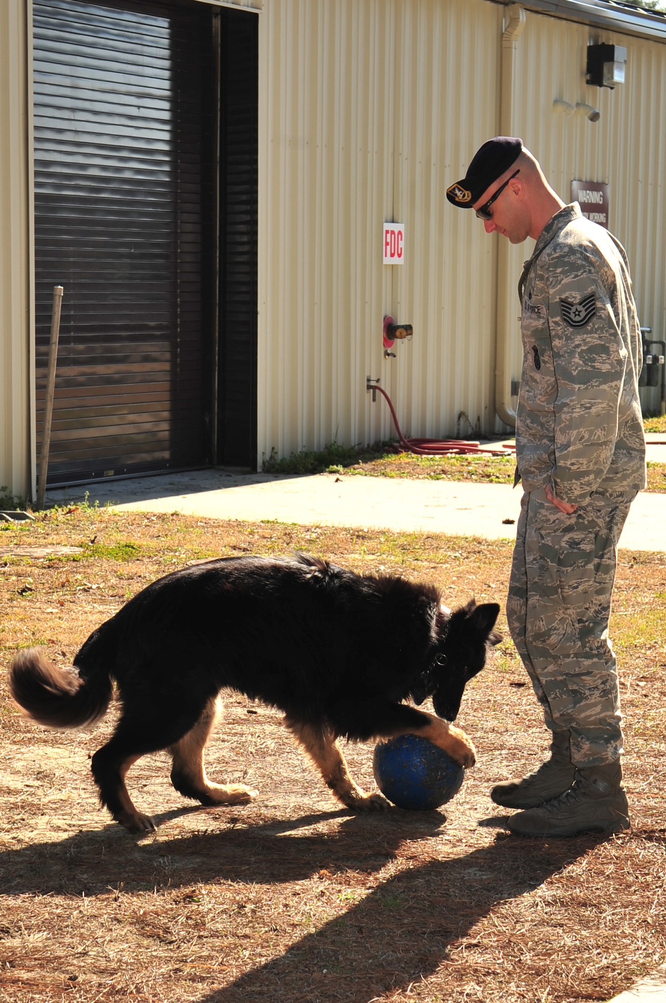 Tech. Sgt. Ryan Feltz, 4th Security Forces Squadron assistant non-commissioned officer in charge of military working dogs, plays with MWD Frisco on Seymour Johnson Air Force Base, N.C., Feb. 26, 2010. Playing with the aggression ball or a game of fetch are rewards handlers use when their dog does well in training and on the job. Feltz hails from Coldwater, Ohio. (U.S. Air Force photo/Senior Airman Rae Perry)