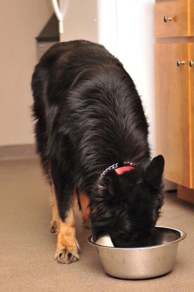 Frisco, 4th Security Forces military working dog, chows down before starting his daily training on Seymour Johnson Air Force Base, N.C., Feb. 26, 2010. Frisco is a German Shepherd, one of the two most common MWD breeds; the other is the Belgian Malinois. (U.S. Air Force photo/Senior Airman Rae Perry)