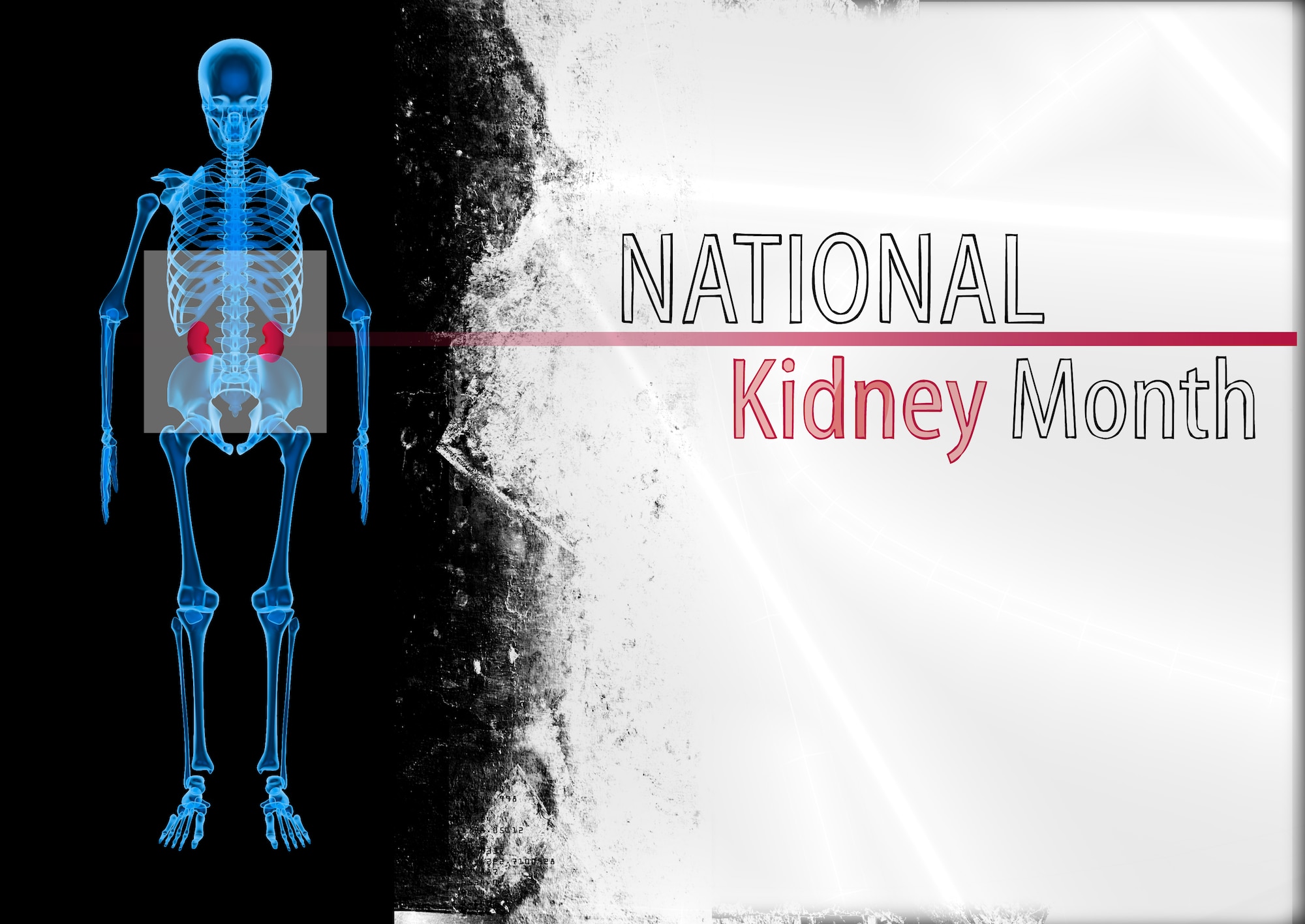 March is National Kidney Month and the professionals from the 55th Medical Group encourage everyone to take care of their kidneys. The kidneys perform numerous functions within the body including balancing bodily fluids, removing waste products  and controling blood pressure. U.S. Air Force graphic by Josh Plueger