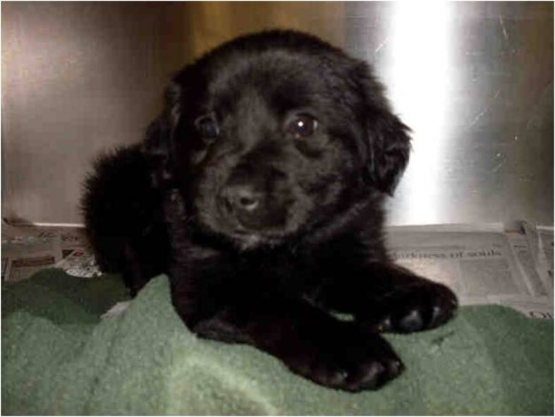 A Labrador Retriever mix waits for a new family to discover her at the Wayne County Animal Control Services Shelter. Servicemembers should consider several factors before they decide to adopt an animal such as who will care for it during a deployment or a remote assignment and costs associated with moving a pet overseas. (Courtesy photo)