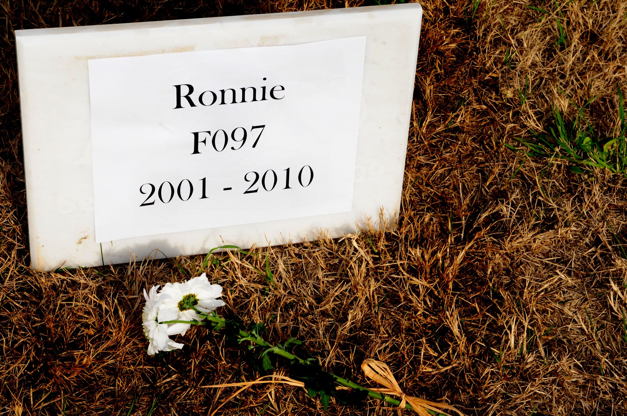 Flowers lay in front of a plaque dedicated to Ronnie, a fallen 39th Security Forces Squadron military working dog, during his memorial ceremony Feb. 25, 2010, at Incirlik Air Base, Turkey. (U.S. Air Force photo/Senior Airman Alex Martinez)
