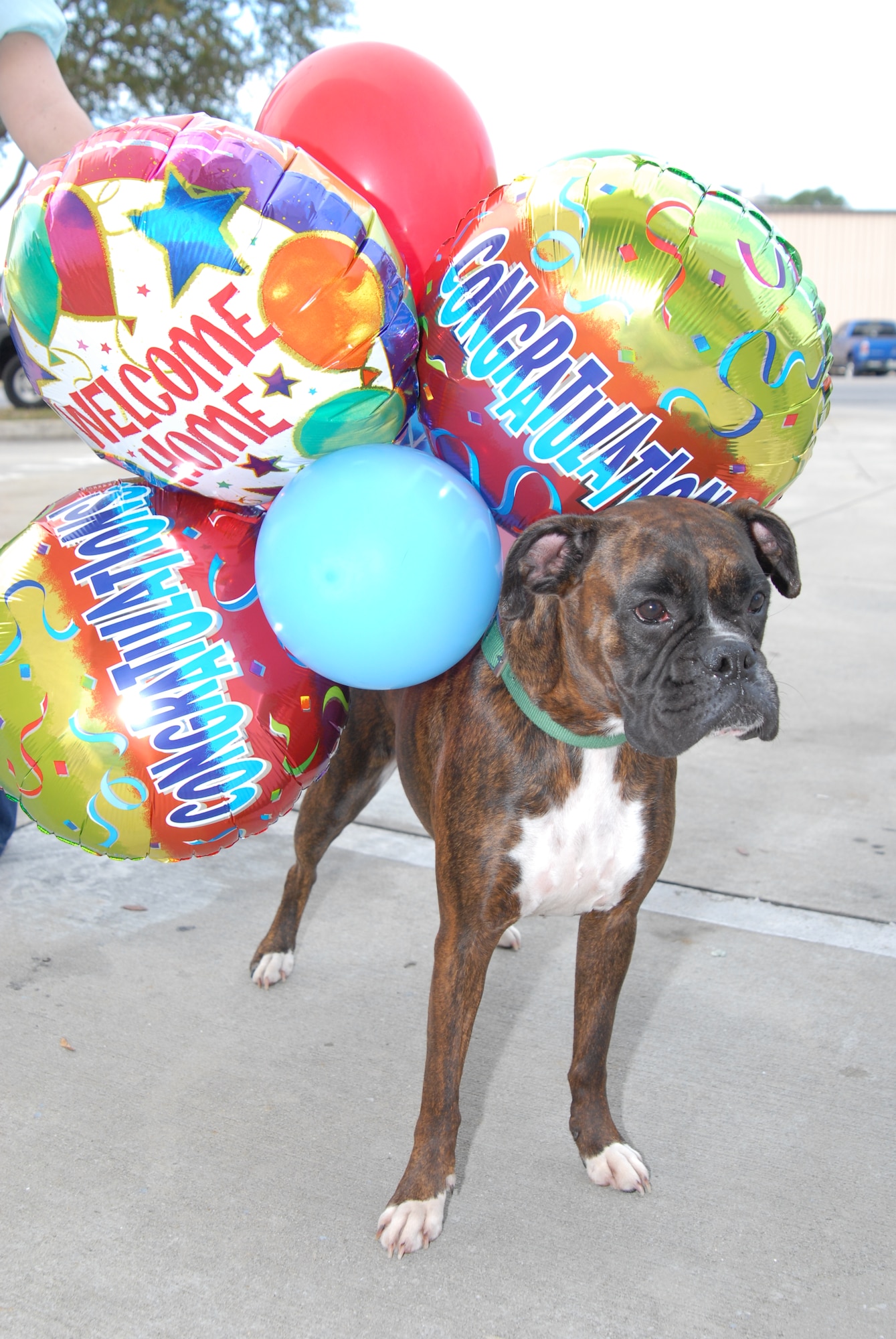 Lily the Boxer, waits outside the hangar to greet her human companion U. S. Air Force Staff Sgt. Jamal Labbe, 1st Special Operations Squadron, during the Hurlburt Field Operation Homecoming Ceremony, Mar. 9, 2010.  Sergeant Labee and other Airmen assigned to Hurlburt Field are redeploying from various locations in Southwest Asia.  (U. S. Air Force photo by Staff Sgt. Orly N. Tyrell/RELEASED)