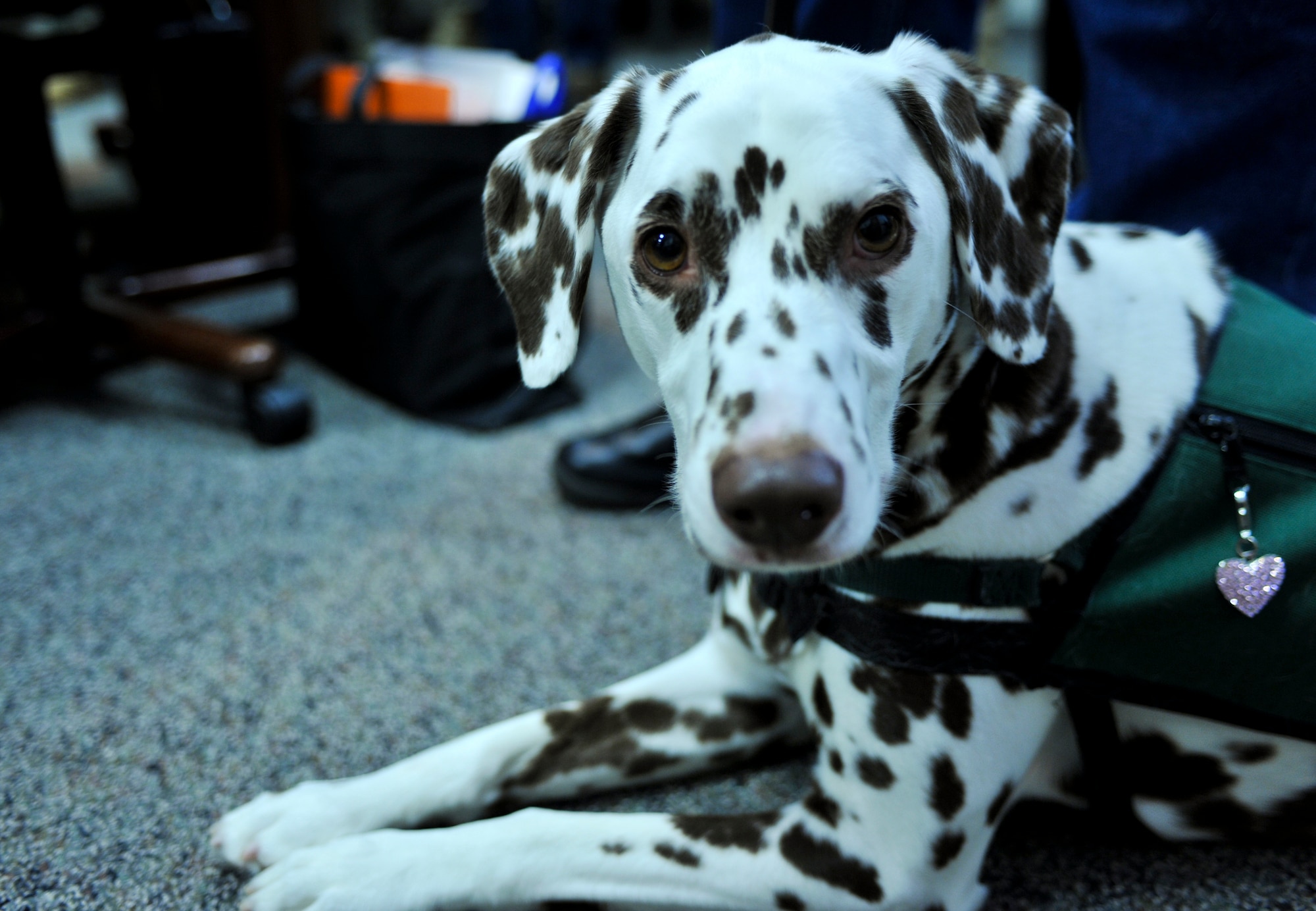 ELMENDORF AIR FORCE BASE, Alaska  -- Katie, a 7-year-old dalmatian, rests before the animal-assisted therapy conference to begin at the Elmendorf's hospital March 12. Katie is pet partner team member who will be working with the 3rd Medical Group physicians to help patients with their medical recovery. (U.S. Air Force photo/Senior Airman David Carbajal)