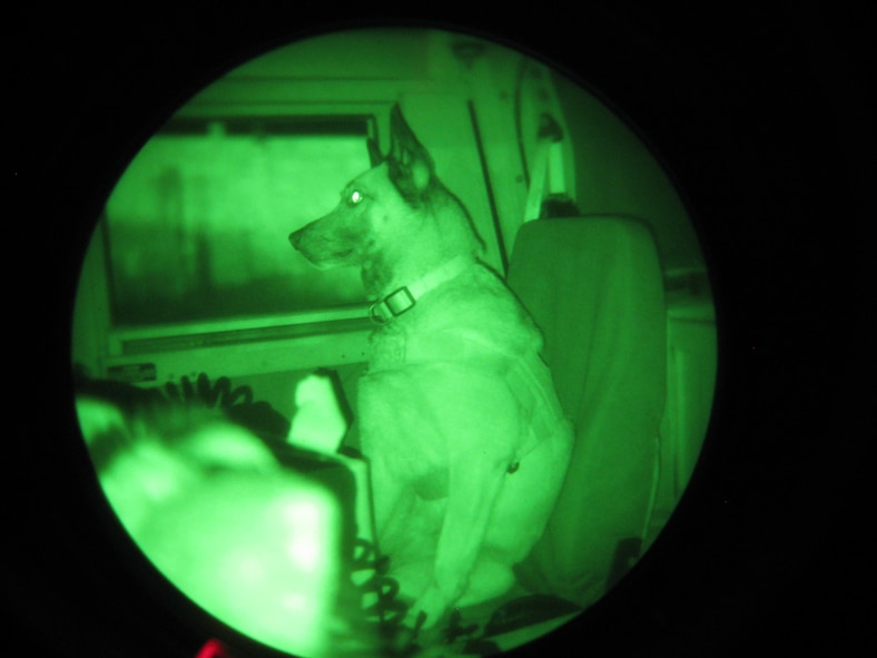 PORT-AU-PRINCE, Haiti -- A military working dog deployed with the 823rd Expeditionary Security Forces Squadron to Port-au-Prince, Haiti, remains alert during a patrol here March 6. Four MWDs and five handlers, along with approximately 70 other Airmen, were sent to provide security at Toussaint L'Ouverture International Airport. (U.S. Air Force photo by Staff Sgt. Jack Carr)