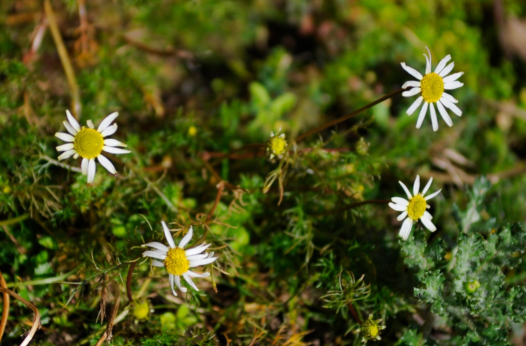 RAF MILDENHALL, England – Early season flowers bloom as a harbinger of spring March 15.  Spring officially starts March 20 and brings with it a myriad of outdoor activities as the weather warms up.  (U.S. Air Force photo/Staff Sgt. Christopher L. Ingersoll)