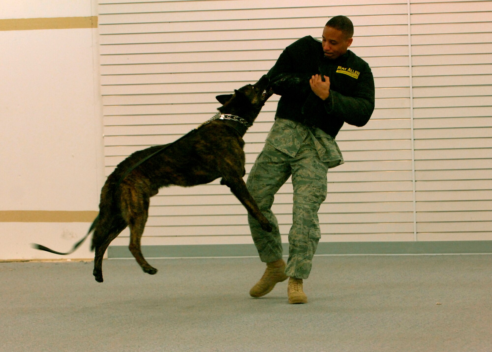 MINOT AIR FORCE BASE, N.D. -- Tech. Sgt. Robert Furbush, 5th Security Forces Squadron military working dogs kennel master, takes Lareco, a military working dog, for a spin on base Feb. 10. Military working dogs are trained to attack on command, turning them into lethal weapons when necessary. (U.S. Air Force photo by Airman 1st Class Ashley N. Avecilla)