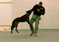 MINOT AIR FORCE BASE, N.D. -- Tech. Sgt. Robert Furbush, 5th Security Forces Squadron military working dogs kennel master, takes Lareco, a military working dog, for a spin on base Feb. 10. Military working dogs are trained to attack on command, turning them into lethal weapons when necessary. (U.S. Air Force photo by Airman 1st Class Ashley N. Avecilla)