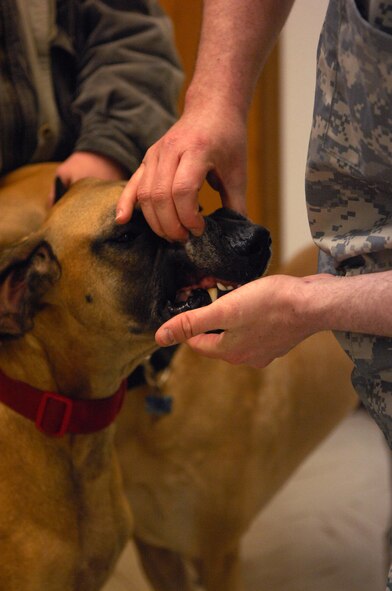 MINOT AIR FORCE BASE, N.D. -- Diesel, pet of Brett Grantman spouse of Master Sgt. Loretta Grantman, gets his teeth checked at the veterinary clinic on Minot Air Force base Feb. 11. The veterinary clinic provides vaccinations for Team Minot pets every other Thursday and Friday. (U.S. Air Force photo by Airman 1st Class Ashley N. Avecilla)