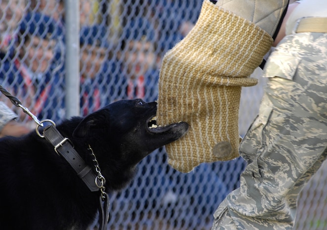 U.S. Air Force Staff Sgt. Brandon Serena and military working dog, Waldo, perform a working dog demonstration for a group of cadets from the Royal Canadian Air Force at Joint Base Charleston, S.C., March 16, 2010. The demonstration consisted of numerous scenarios, all of which ended with Waldo's teeth locking onto Sergeant Serena's protected arm. Throughout their one-day tour of Joint Base Charleston, the cadets toured multiple squadrons and a static C-17. Sergeant Serena is a military working dog handler with the 628th Security Forces Squadron. (U.S. Air Force photo/Airman 1st Class Lauren Main)
